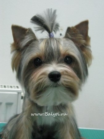 Анна Фабиано Яновна | Москва