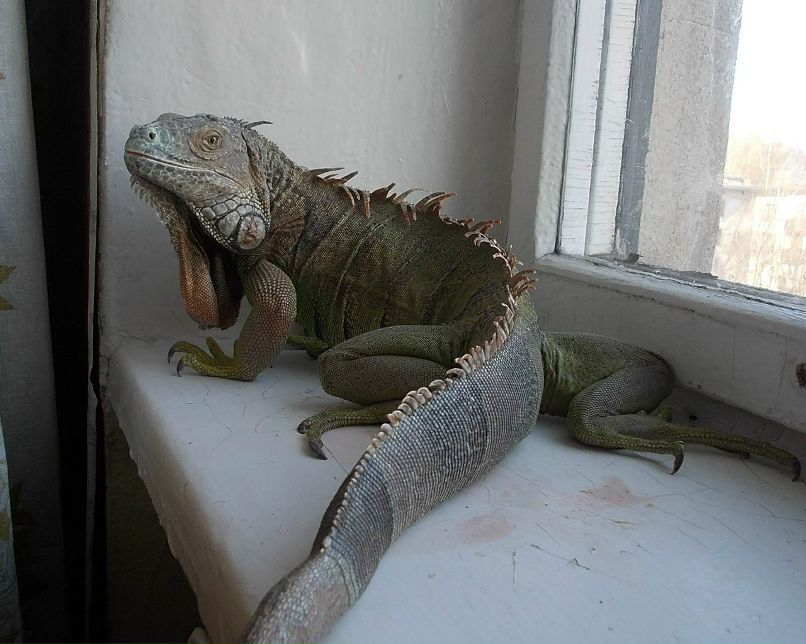 Ольга Пика | Санкт-Петербург