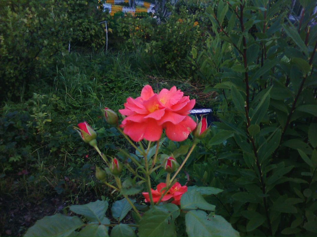 Светлана Градусова | Санкт-Петербург