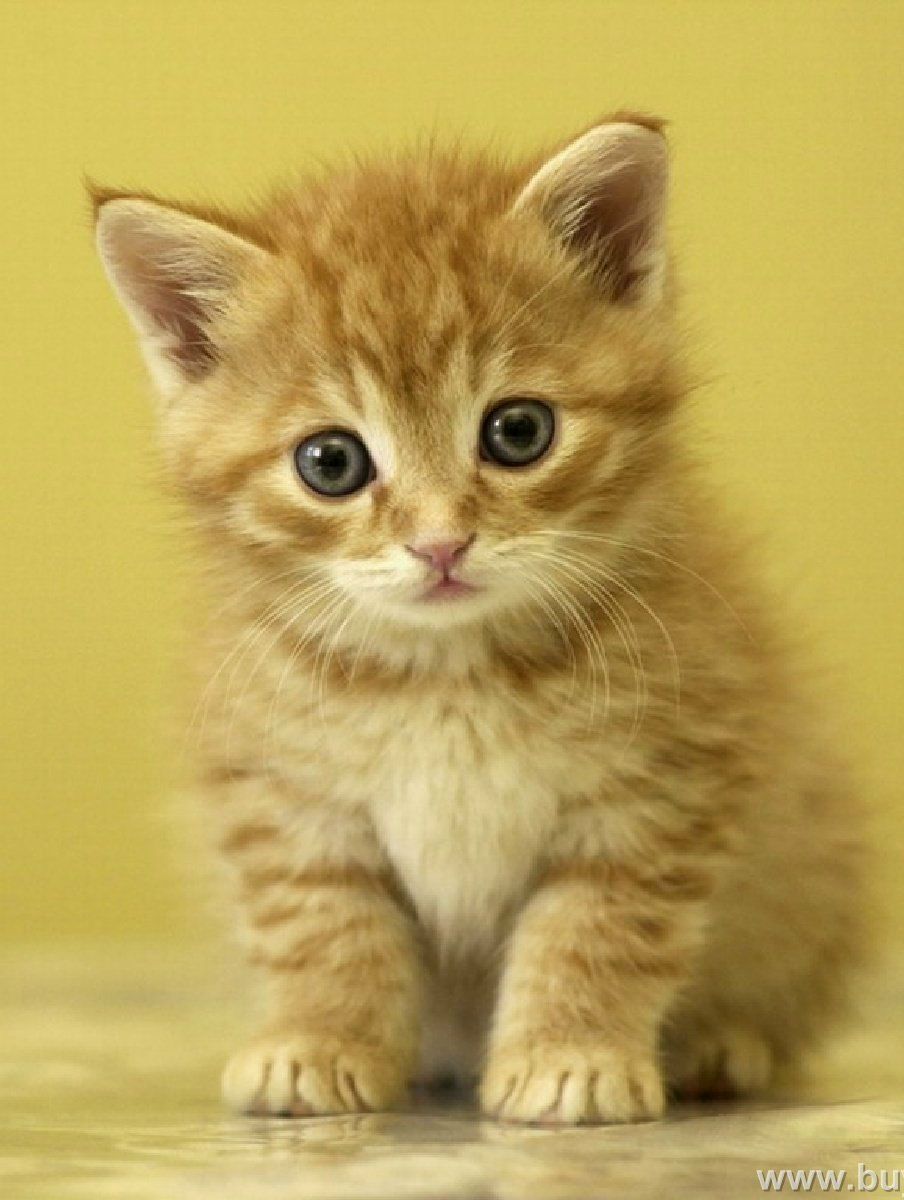 Bella Paramore ♥ ♥ ♥ | Сургут