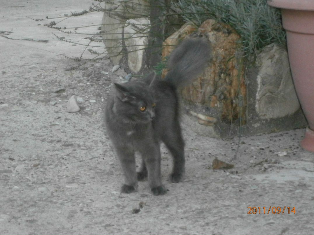 Роман Дмитриев | Санкт-Петербург