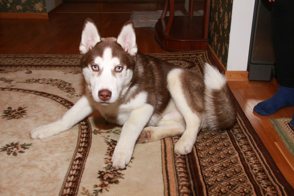 North Shine | Санкт-Петербург