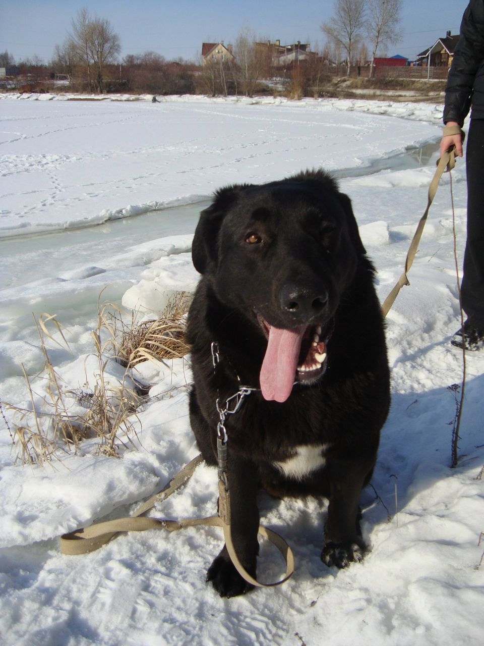 Андрей Триандофилов PUPS))) | Киев