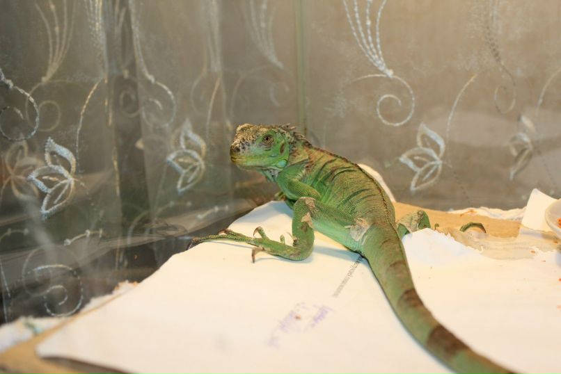 Анастасия Вавилина-Кушнирова | Зеленоград