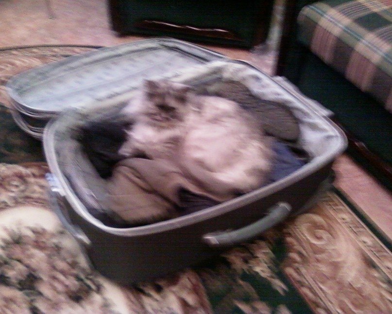 Светлана Устюжанина | Авдеевка