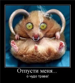 Анастасия Печеная | Кривой Рог