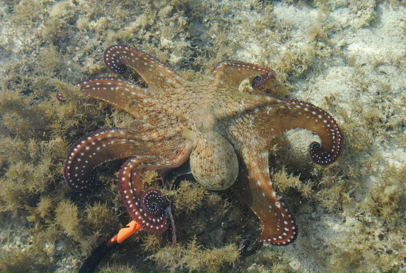 Юлия Тарасова | Раменское