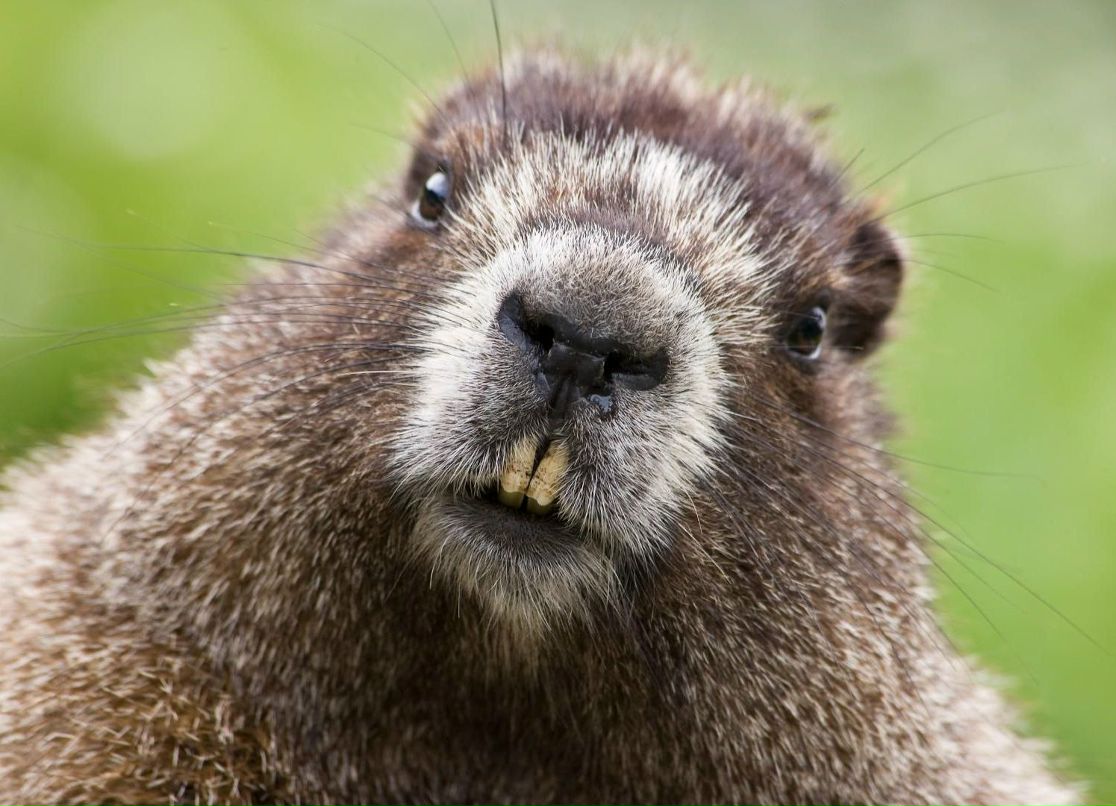 Антон Костиков | Орёл