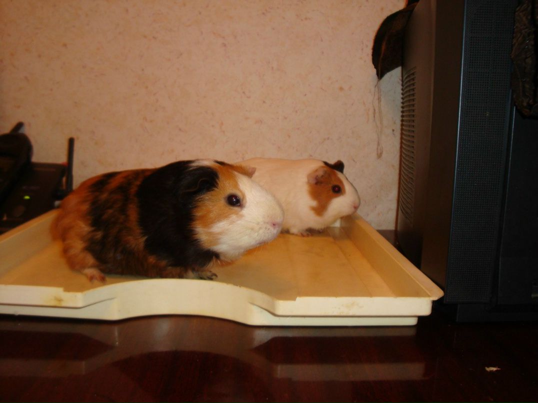 Андрей Письменюк | Полтава