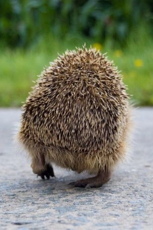 №60, Олег Грихно, 44 года, Киев №60, Олег Грихно, 44 года, Киев