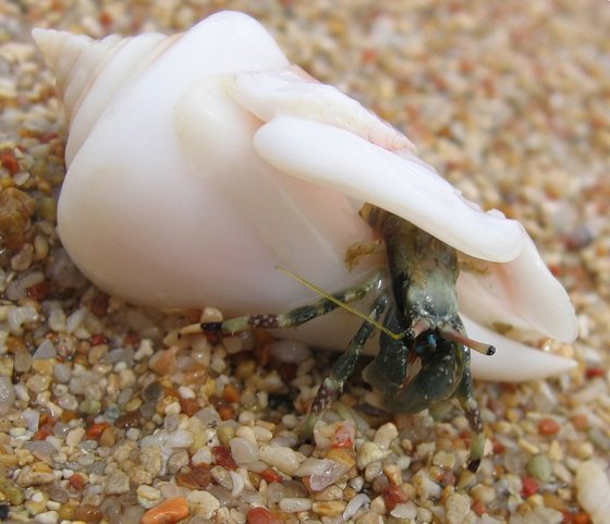 №24, Ариша Семенова, Орёл №24, Ариша Семенова, Орёл