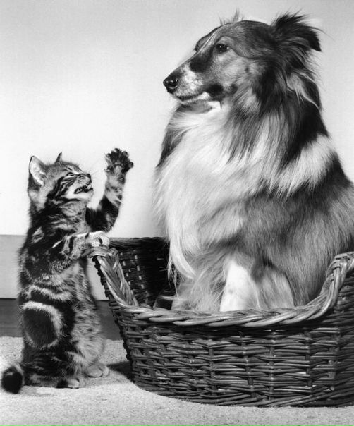 №44, Павел Калашников, 35 лет, Симферополь №44, Павел Калашников, 35 лет, Симферополь