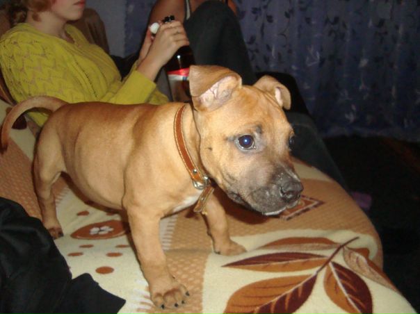 №7, Ярослав Лапко №7, Ярослав Лапко