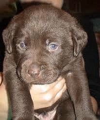 Александр Козин | Могилёв