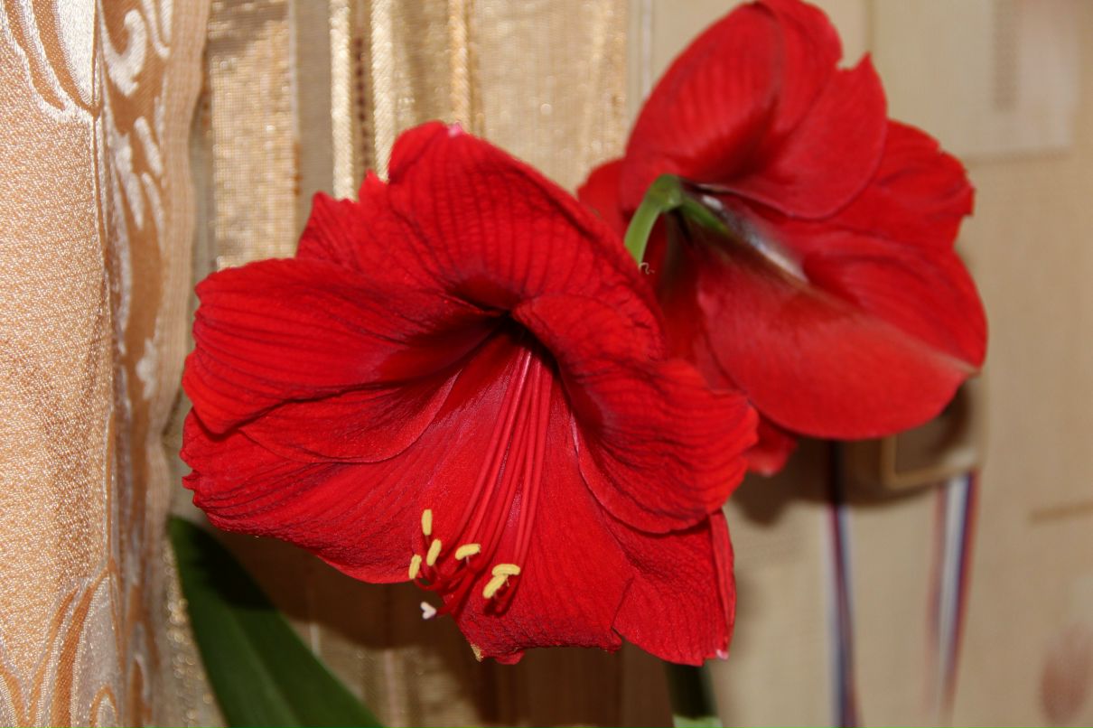 Ирина Бурчик | Омск