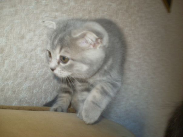 №8, Сашка Никифоров, 33 года, Юрга №8, Сашка Никифоров, 33 года, Юрга