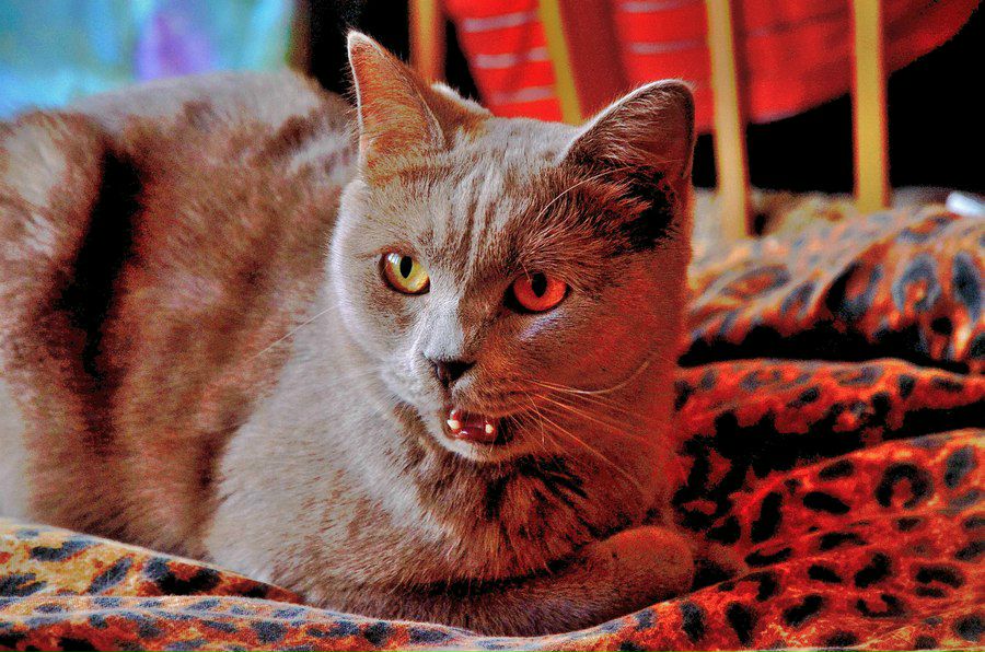 Екатерина Асюнькина Kotovasiliy | Москва