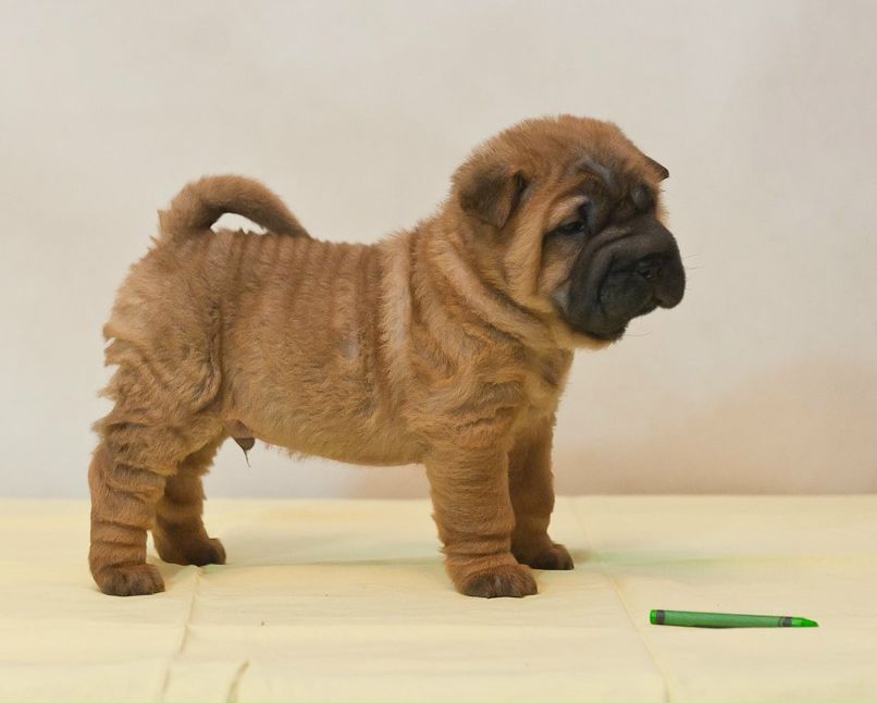 Светлана Царёва | Казань