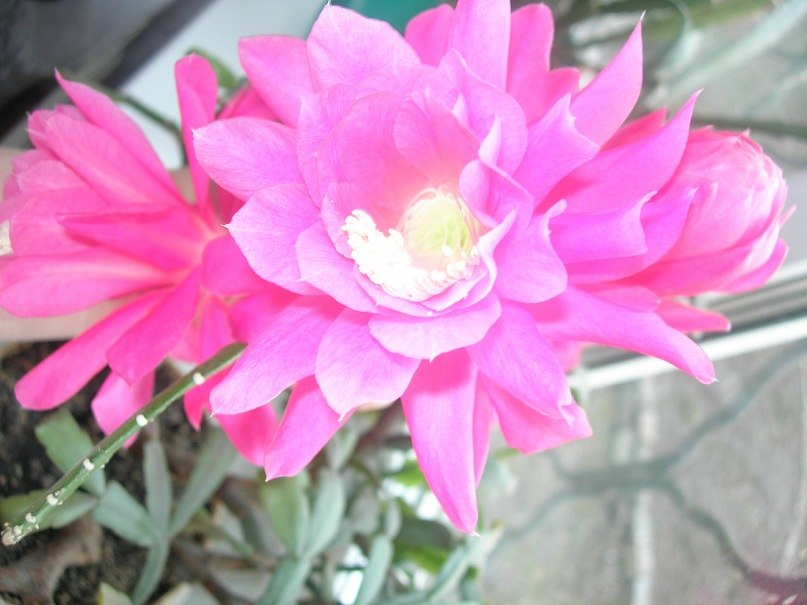 Луиза Неволина | Пермь