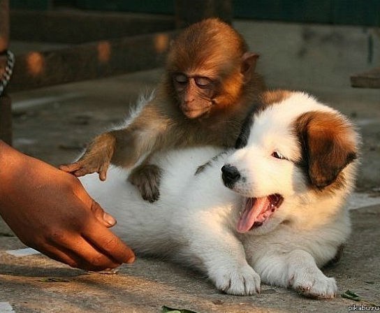 Мария Лагута 