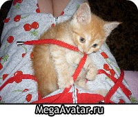 №15, Леха Харьков, 39 лет, Курск №15, Леха Харьков, 39 лет, Курск