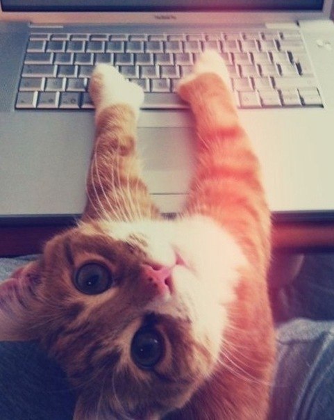 Рассита Генчева | 