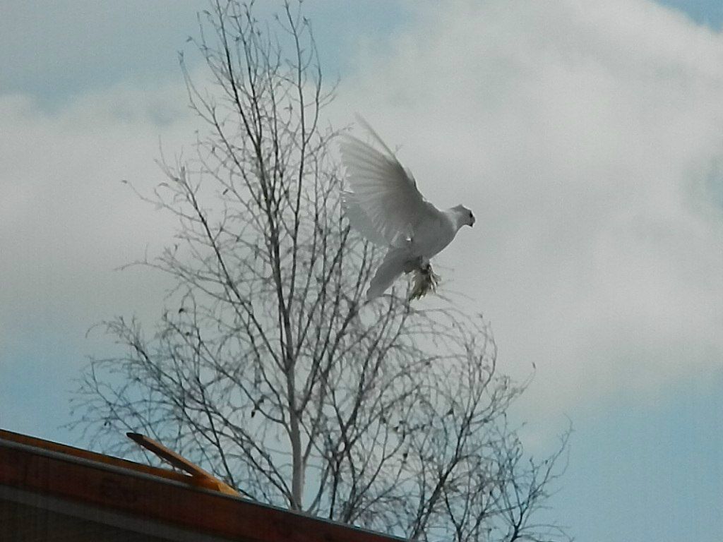 Федор Чугучак | Мичуринское