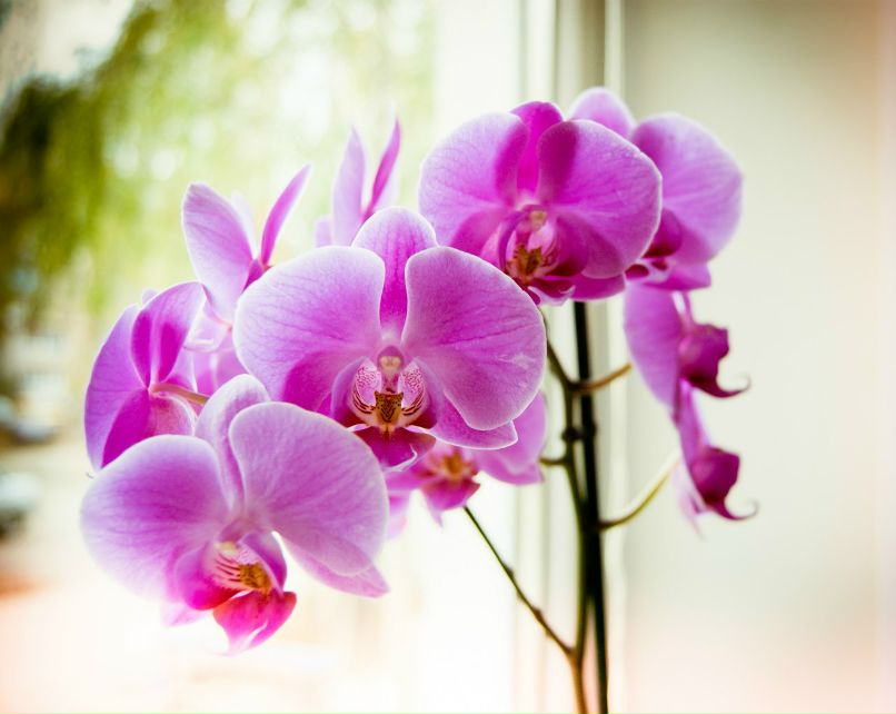 Арина Гренкина | 