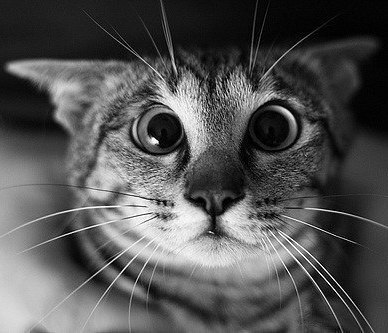 Алексей Антонов | Волгоград