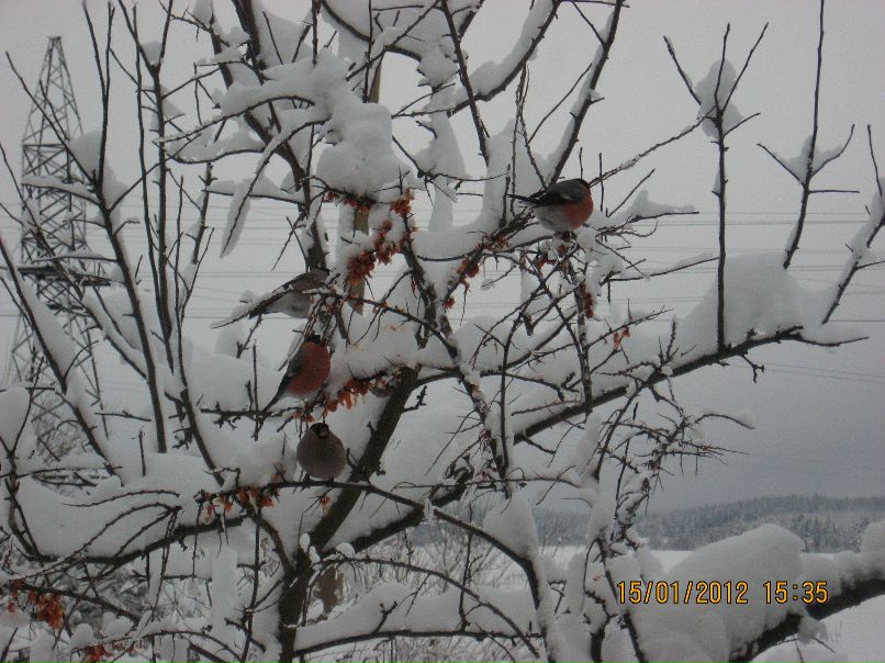 Игорь Чежин | Сортавала