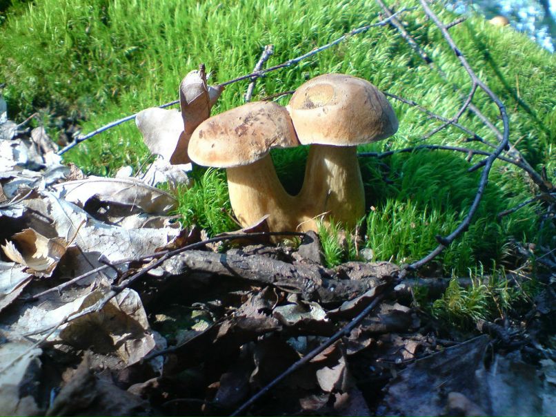 Ярослав Ковбаса | 