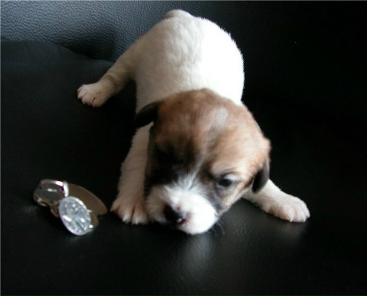 №64, Мишаня Копыч, Стрый №64, Мишаня Копыч, Стрый