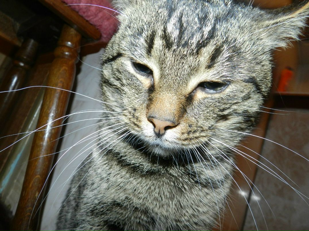 Максим Романов | Чехов