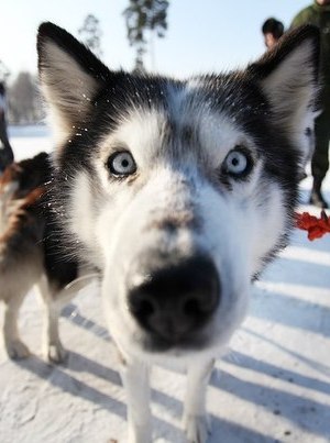 Эльза Клим | Москва