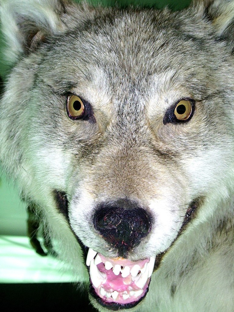 Владимир Бергер | Ярославль