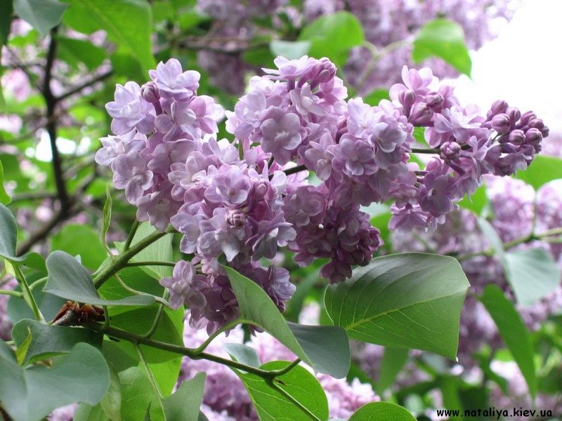 Даша Цветова | Белгород