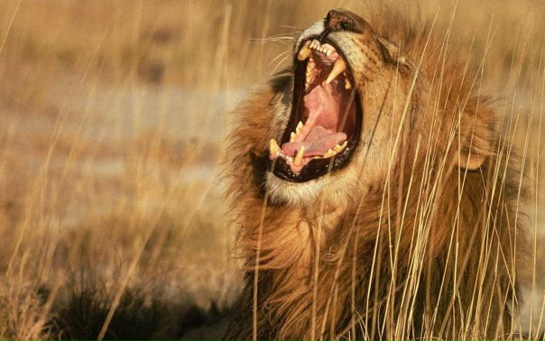 №23, Вячеслав Тусков, Луга №23, Вячеслав Тусков, Луга