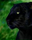 №12 Тигрица Шакира 10.03.1993: профиль, фото, статус - ВКонтакте