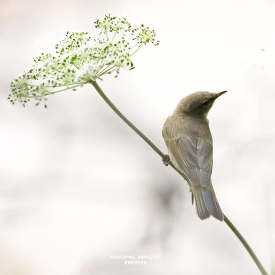 Ольга Максимова | Петрозаводск