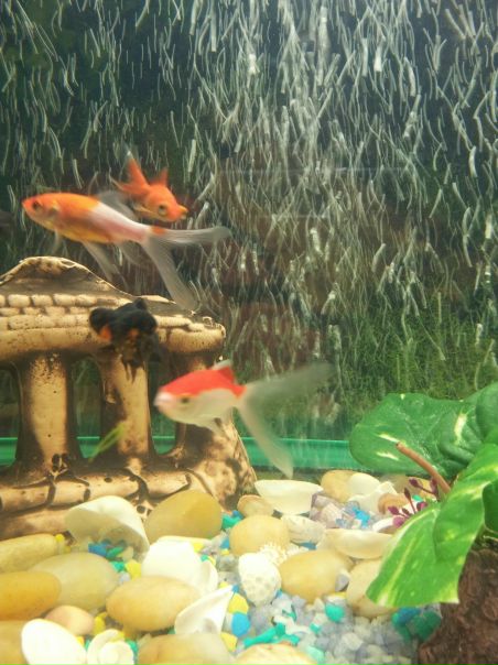 №39, Маргарита Тарасова, Мурманск №39, Маргарита Тарасова, Мурманск