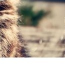 №115, Гаяне Леонова, Москва №115, Гаяне Леонова, Москва