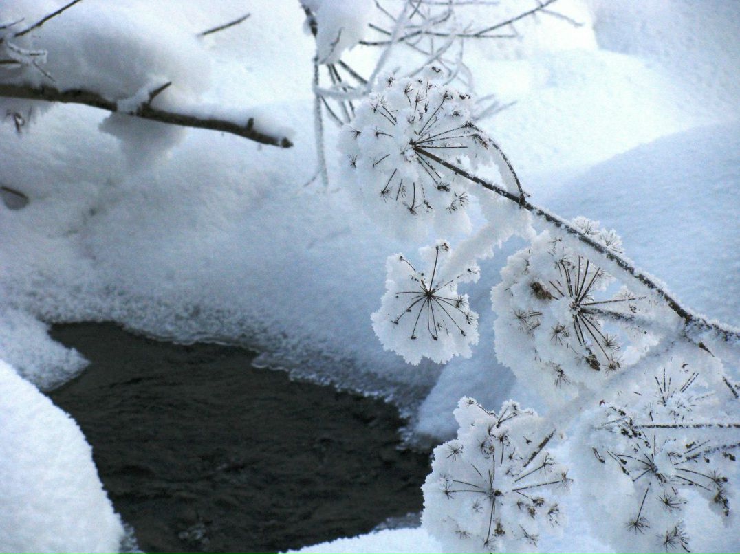 Светлана Еремина | Залесово