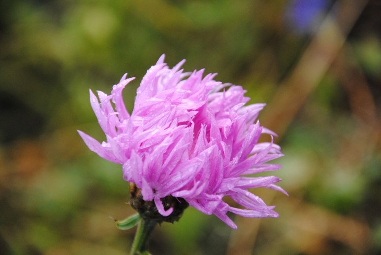 Кристина Смирнова | Иркутск