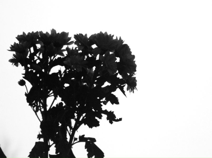 Никита Бахарев | Новосибирск