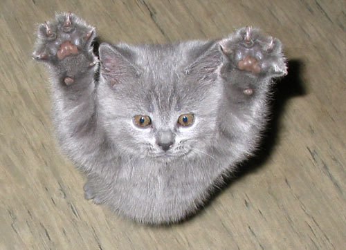 Светлана Шилова | Великий Новгород