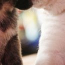 №52, Камилла Муратова, Казань №52, Камилла Муратова, Казань