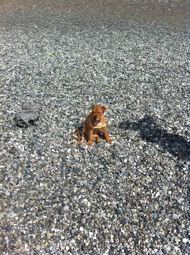 Руслан Телегин 