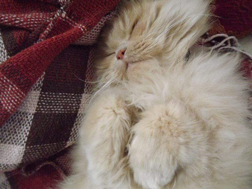 Iolanta Mironenko | Кременчуг