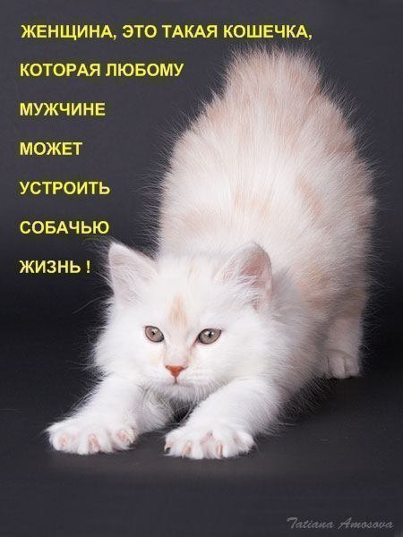 Андрей Кречетов | Самара