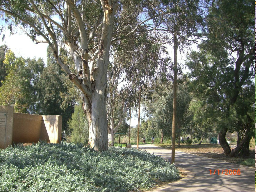 Yana Flower | Тель-Авив